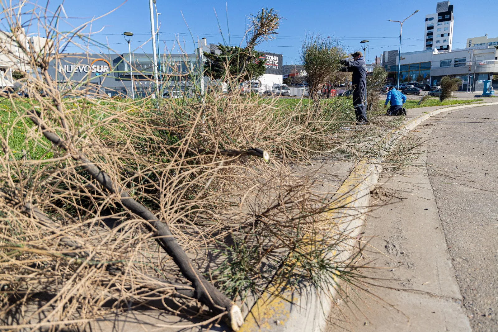 Poda ornamental en Comodoro Rivadavia: tareas de mantenimiento y despeje de cámaras