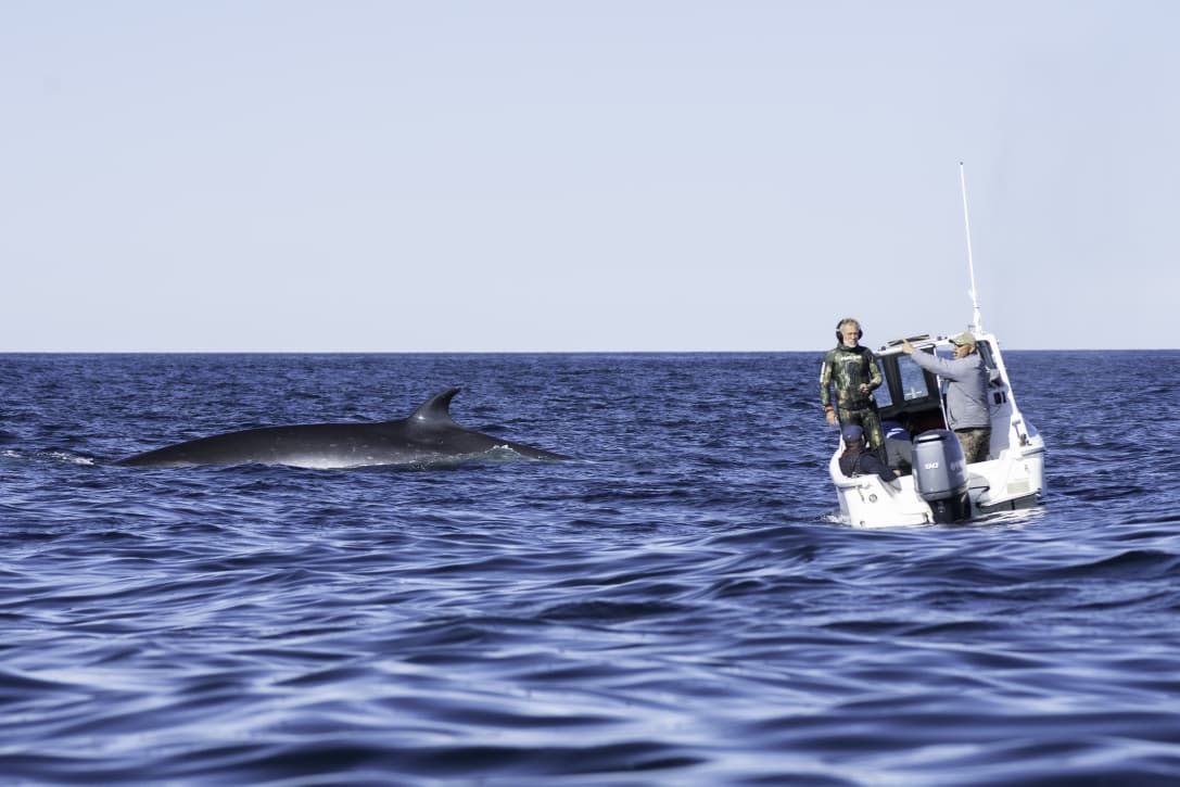 Se formaliza el Estudio de Impacto Ambiental para el Avistaje Embarcado de Ballenas Sei