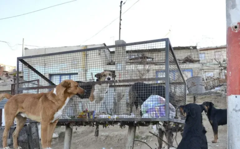 Convocan a una charla sobre la sobrepoblación animal en Comodoro