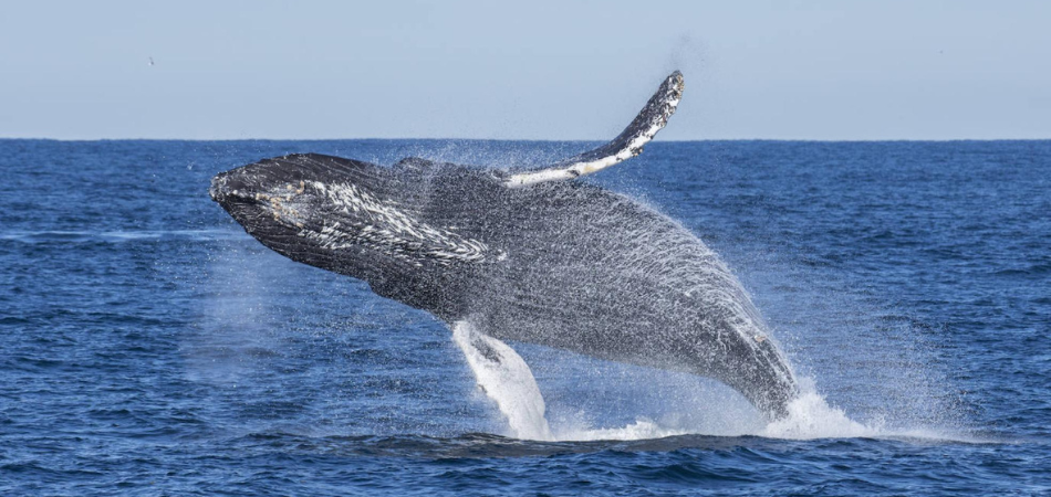 Rada Tilly inicia la Temporada 2026 de Avistaje de Ballena Sei con una vigilia en Punta Marqués y transmisión en vivo
