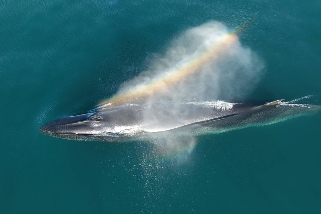 Un seguimiento satelital permite conocer por primera vez el recorrido migratorio completo de una ballena sei
