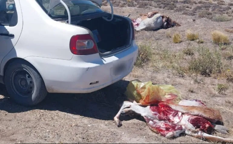 Decomisan guanacos faenados a un cazador