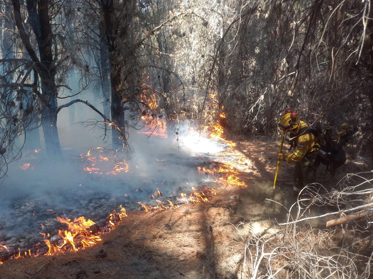 Provincia y Nación intensifican el operativo para combatir el incendio forestal en el Parque Los Alerces