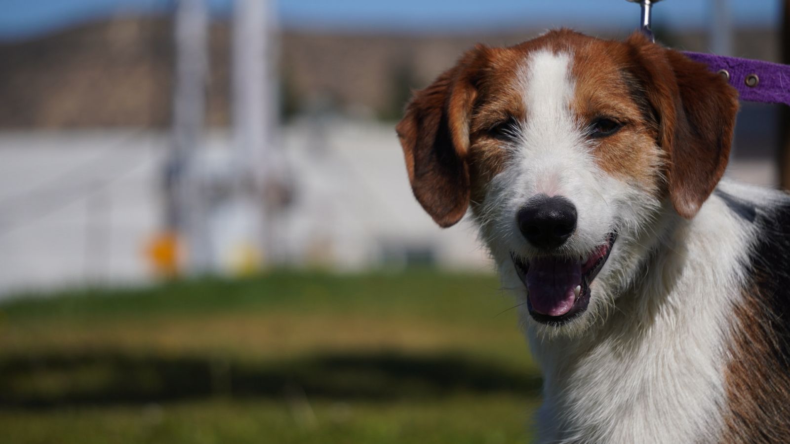 Rada Tilly celebra el Día del Animal con actividades gratuitas para toda la comunidad