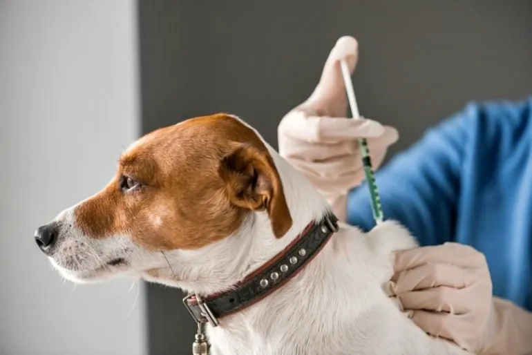 Jornada gratuita de vacunación antirrábica para perros y gatos